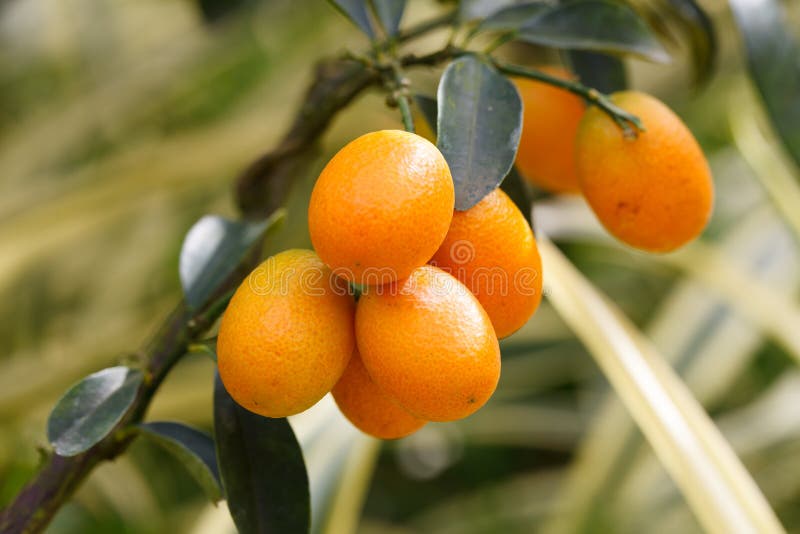 Orange Kumquat on the Tree, Exotic Fruits on Branch and Water Drops on