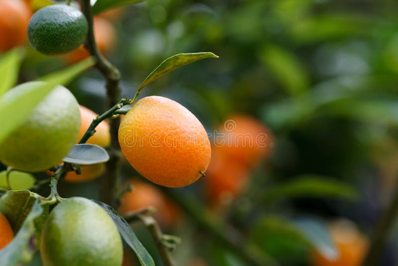 Orange Kumquat on the Tree, Exotic Fruits on Branch and Water Drops on