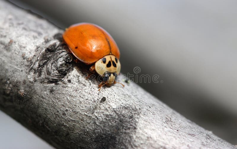 Yellow Ladybug stock photo. Image of beetle, cute, ecology 14405474