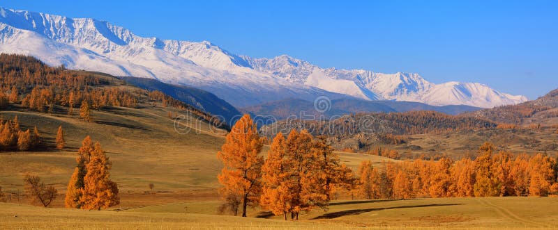 La mayoría hermoso de claro naranja alerces sobre el de la nieve montanas oscuro cielo azul en montanas.