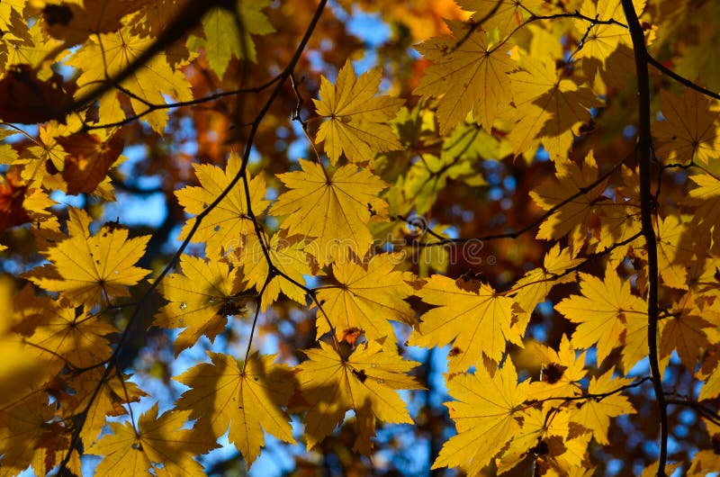 Orange Leaf Autumn Red, Orange, Solar Trees the Branch, Maple Leaf