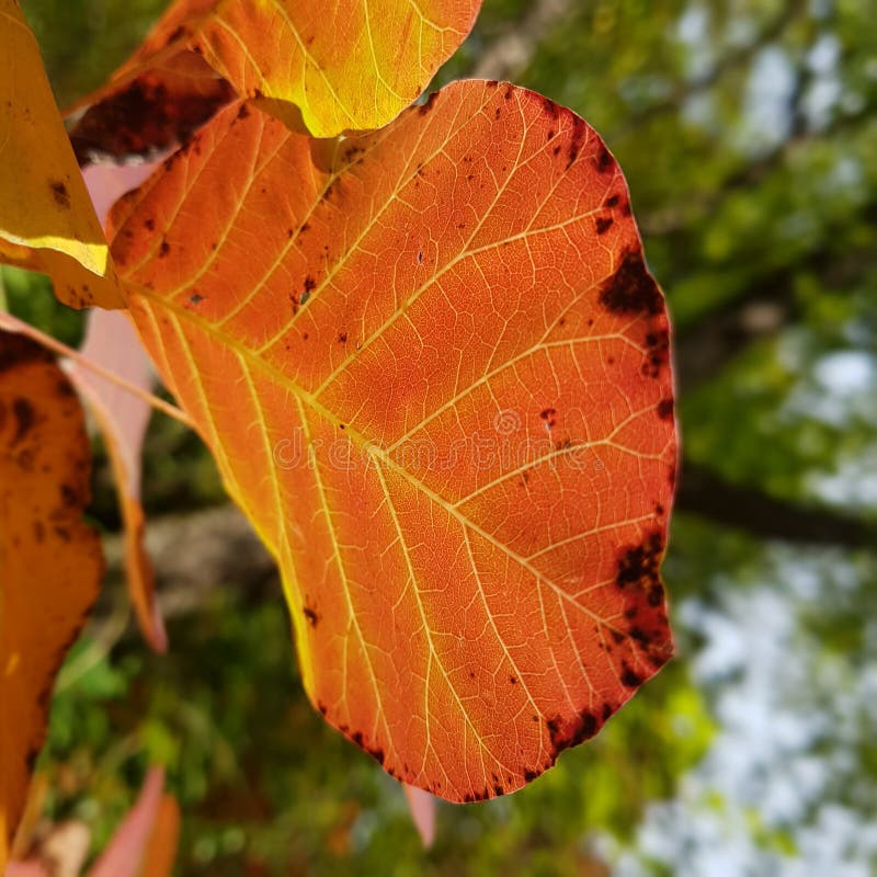 Orange leaf stock photo. Image of leaf, bottom, bright 100926526