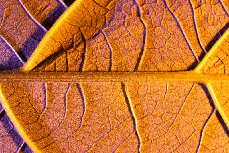 Orange Leaf Close Up, Use As Background or Texture Stock Image Image