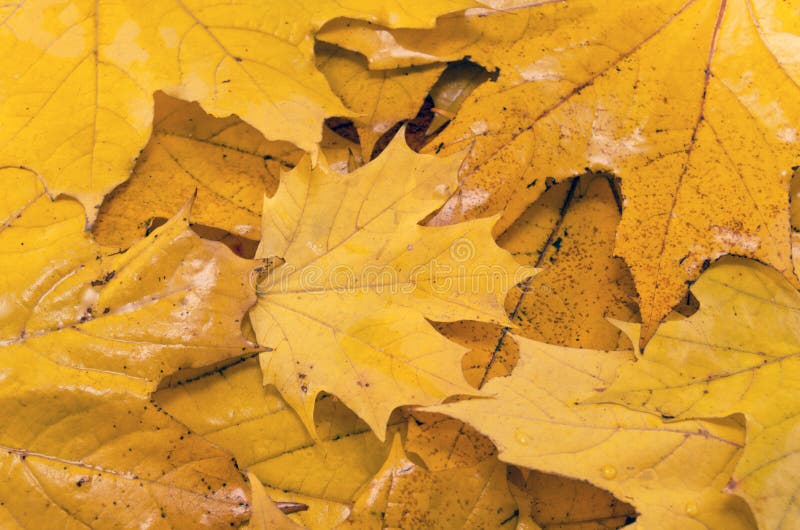 Orange leaves stock image. Image of maple, outdoor, abstract 44184625