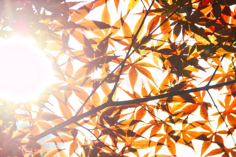 Orange Leaves stock photo. Image of orange, design, nature 101050760