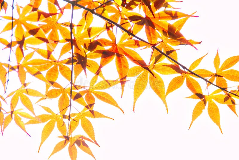 Orange Leaves royalty free stock photo