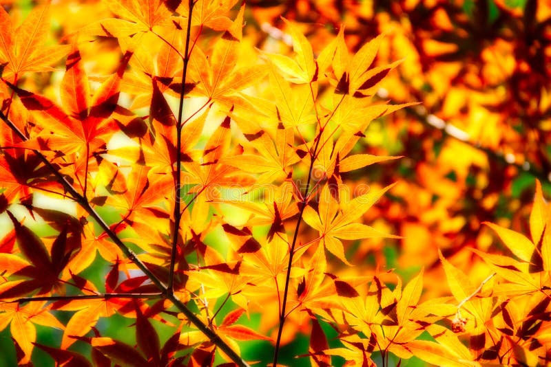 Orange Leaves in Soft Light stock images