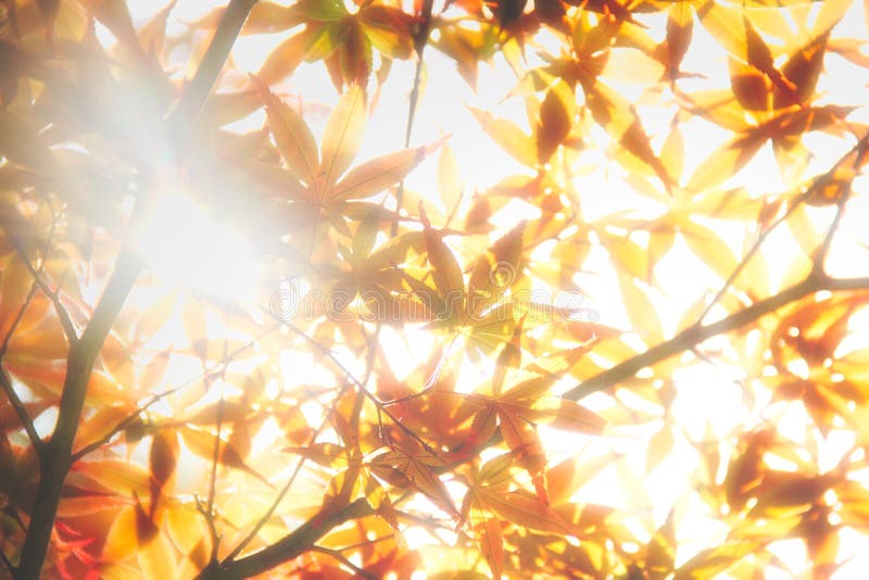 Orange Leaves in Soft Light royalty free stock image
