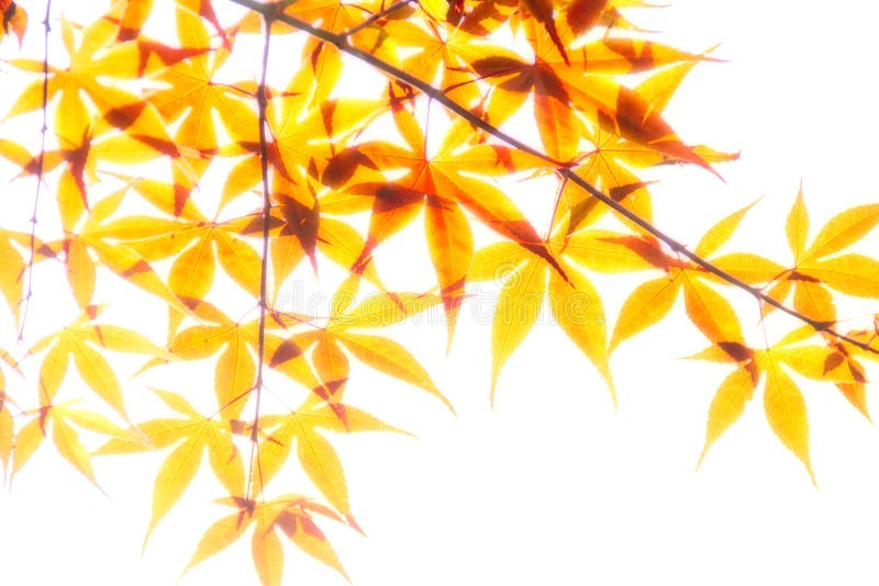 Orange Leaves in Soft Light stock photo