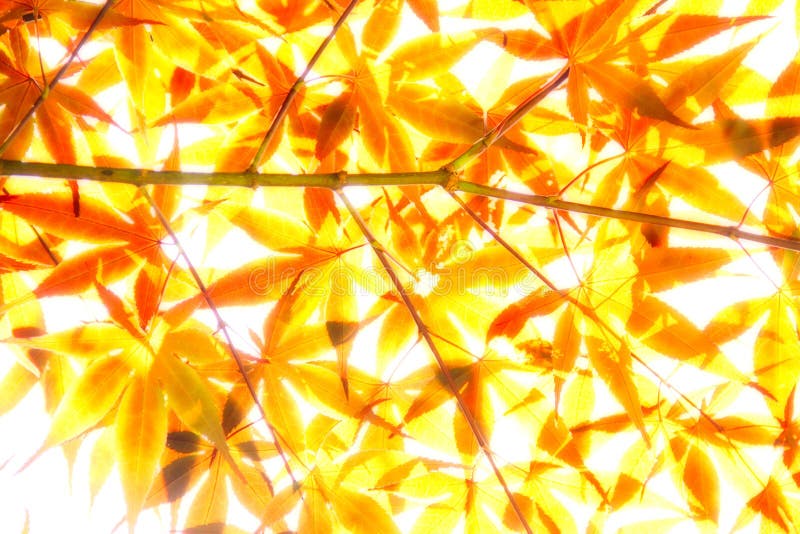 Orange Leaves in Soft Light stock image