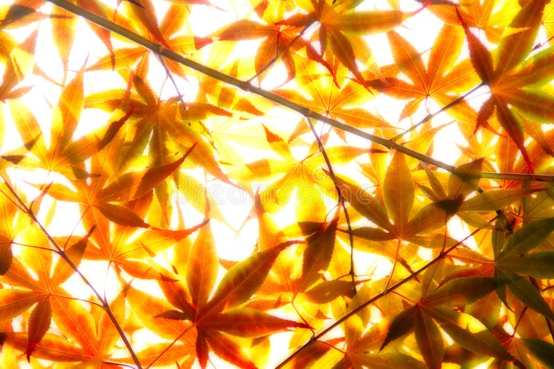Orange Leaves in Soft Light royalty free stock photography