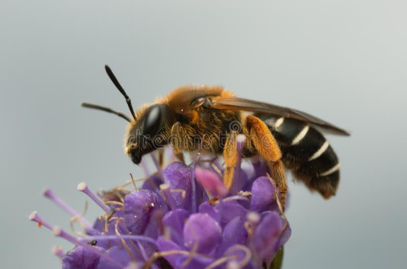 Orange-legged furrow bee, Halictus rubicundus on devil`s-bit scabious, Succisa pratensis royalty free stock photo