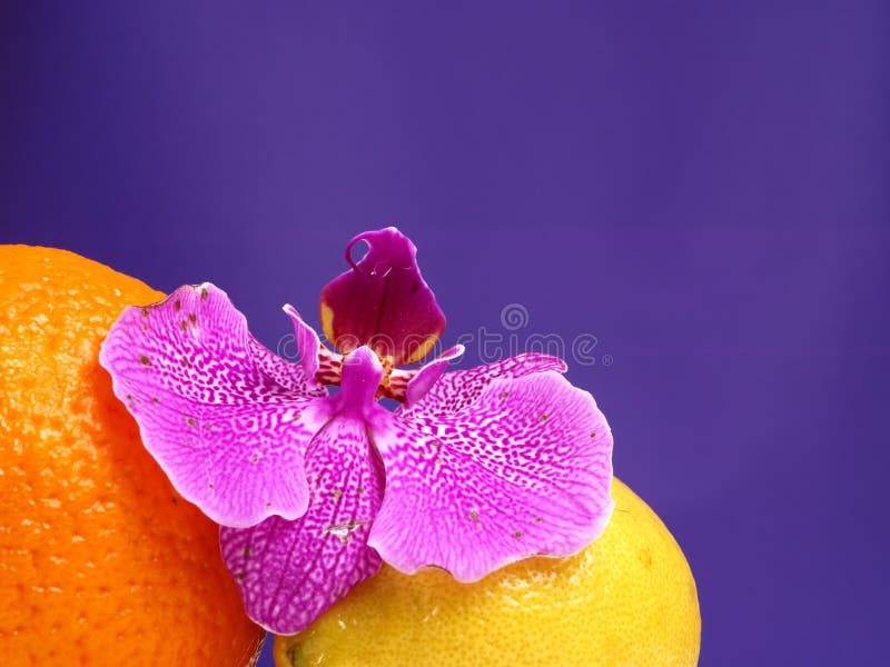 Orange, lemon and pink orchid