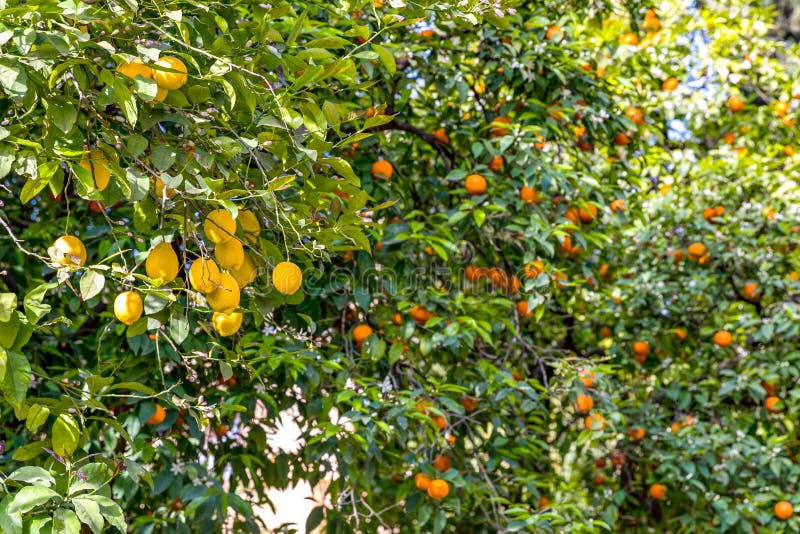 Orange and Lemon Tree with Fruits on Its Branches, Andalucia, Spain. Seville. Stock Image