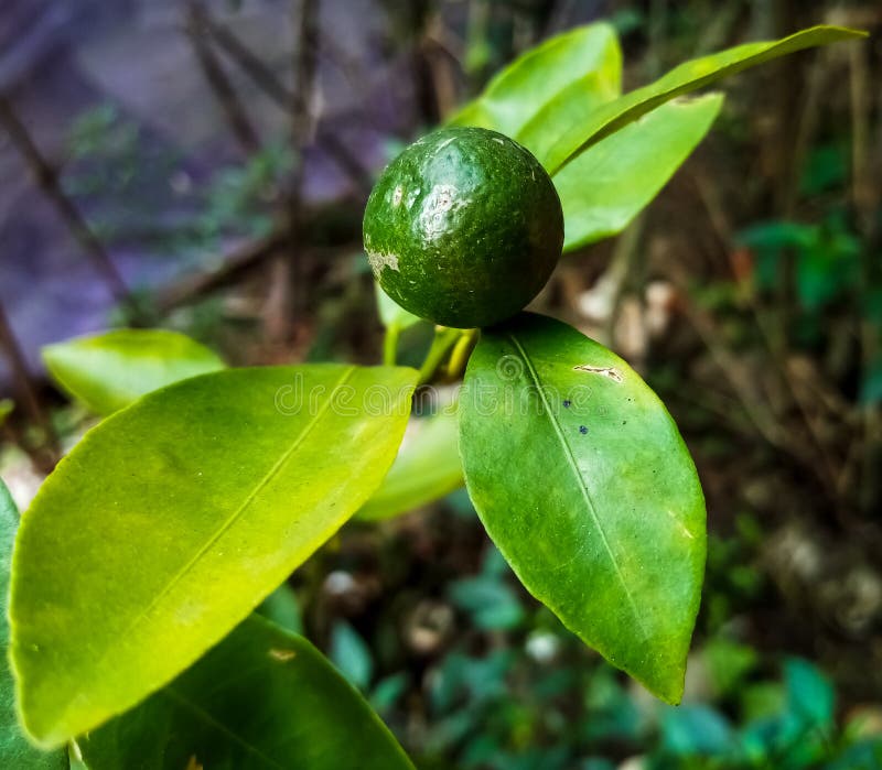 An Orange Lemon Tree in My Garden, Holding an Orange Lemon. Stock Photo