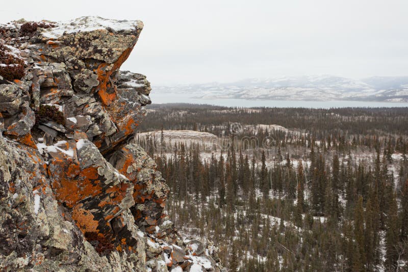 Orange lichen rock taiga Lake Laberge Yukon Canada