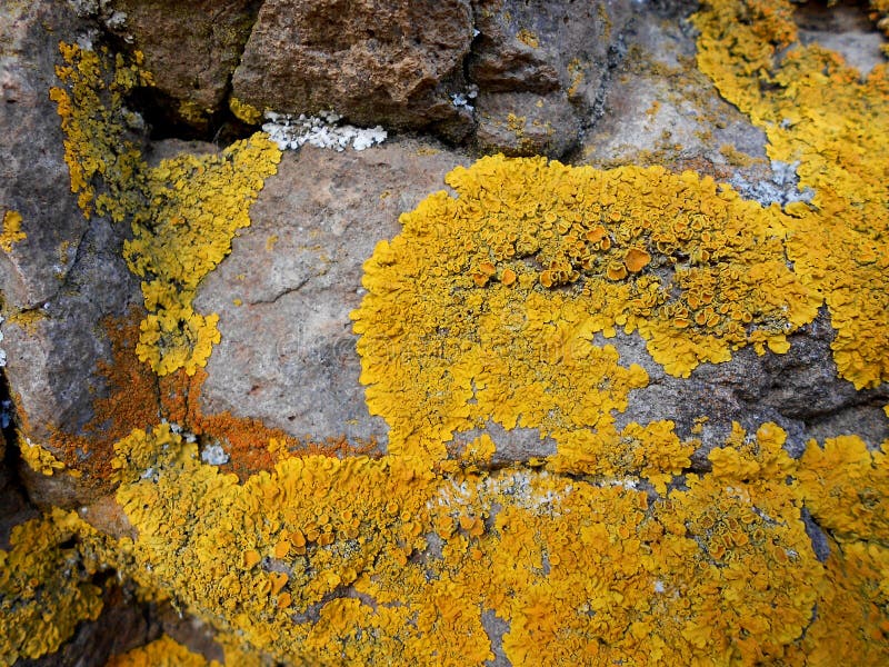 ORANGE LICHEN on the ROCK 2 Stock Photo - Image of graphicresources ...