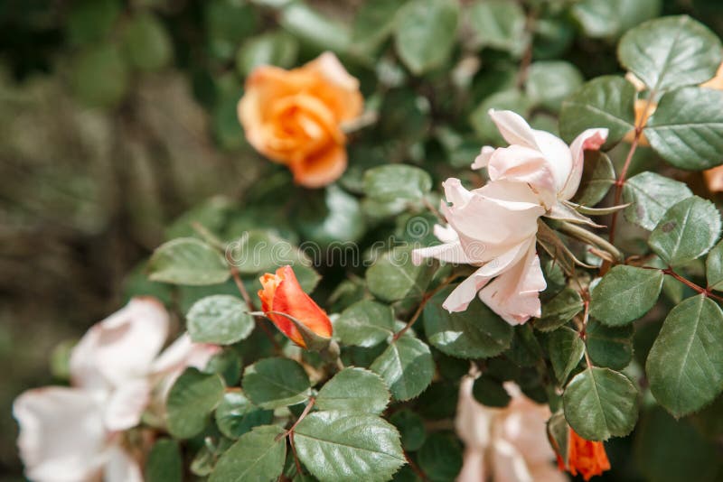 Orange, Light Pink Delicate Rose Closeup. Selective Focus with Shallow