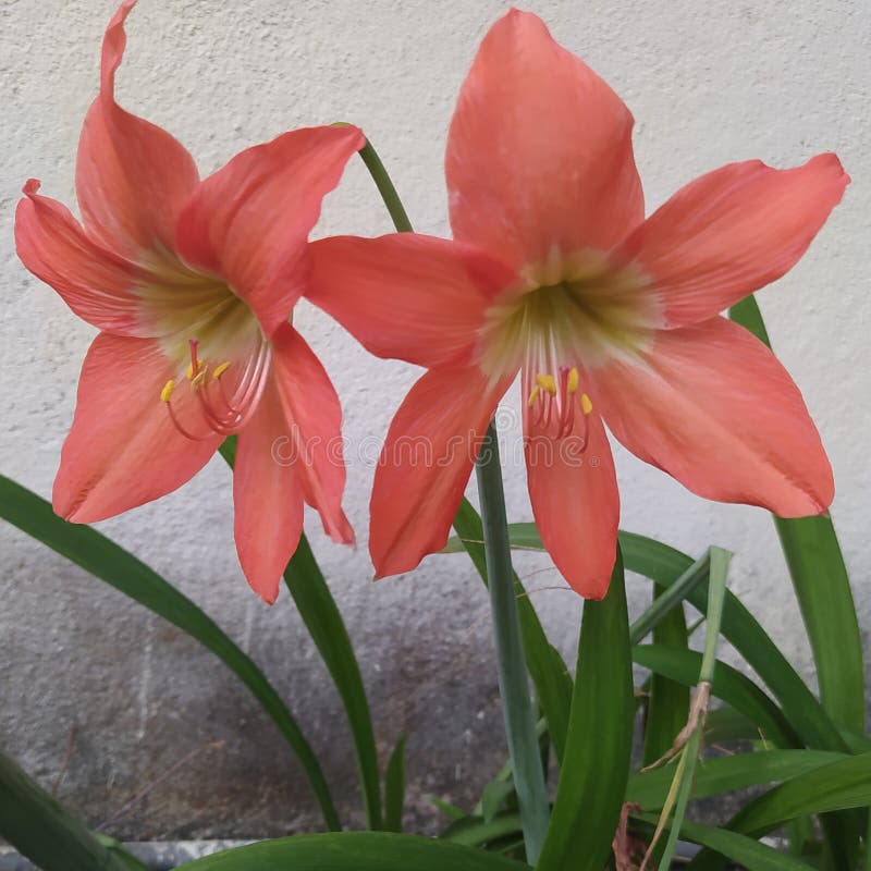 Orange Lili Flowers in Garden Stock Photo - Image of orchid, tulip:  204818418