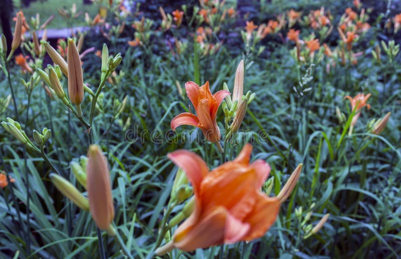 55,999 Lilien Fotos - Kostenlose und Royalty-Free Stock-Fotos von
