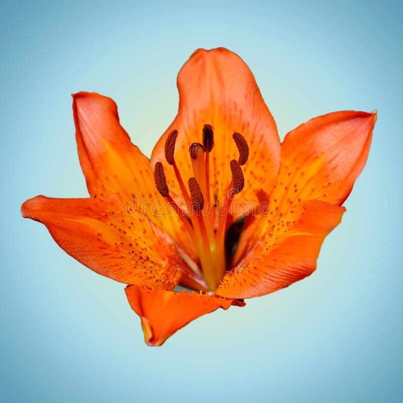 Orange Lilienblume auf Blau stockbild Orange Lilienblume auf Blau stockbild