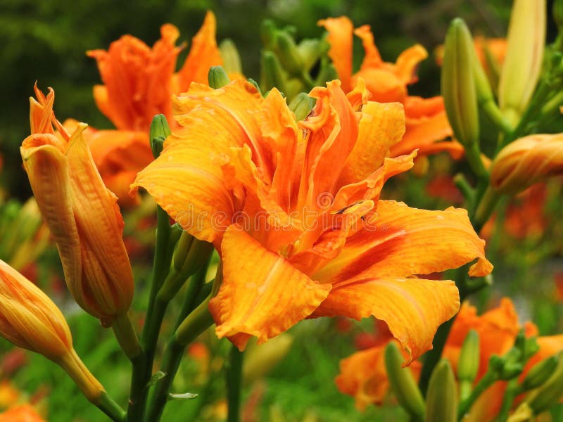 Orange Lilienblumen lizenzfreie stockbilder Orange Lilienblumen lizenzfreie stockbilder
