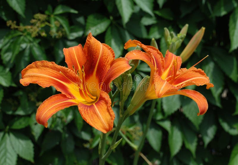 Orange Lilies in the Summer Garden Stock Photo Image of plant