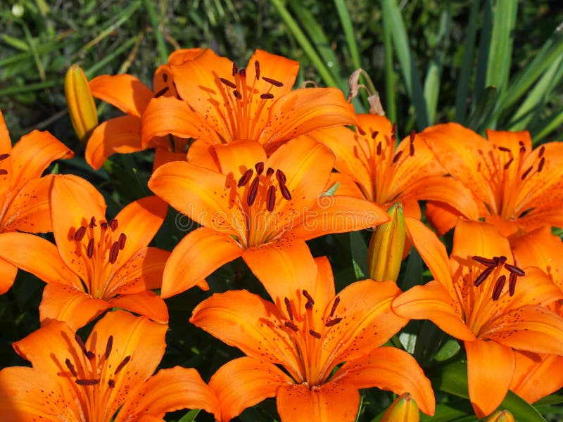 Orange Lilies stock photo. Image of petals, symbolic 42637938