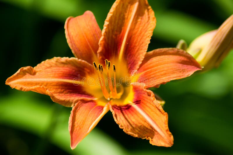 Orange Lilly Blossom in Summer Stock Photo Image of summer