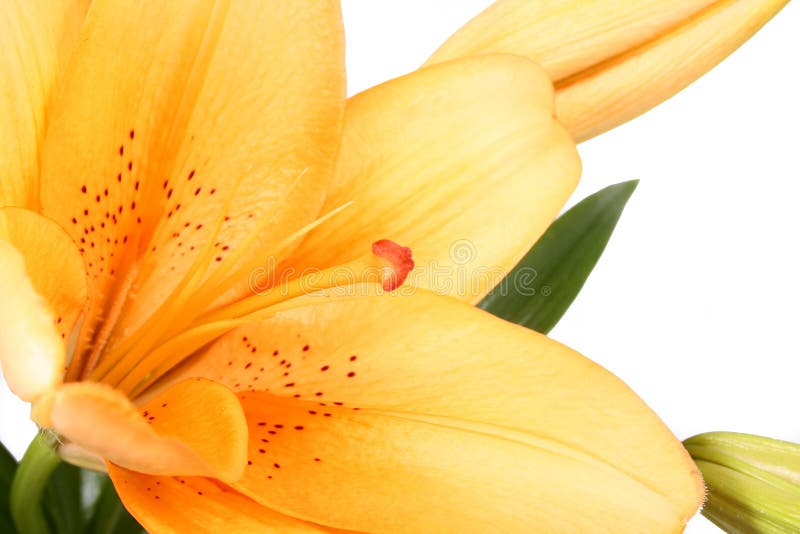 Orange lilly flower on white b