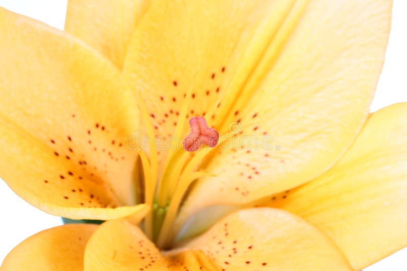 Orange lilly flower on white b