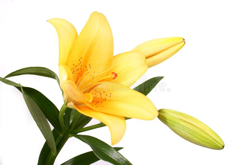 Orange lilly flower on white b