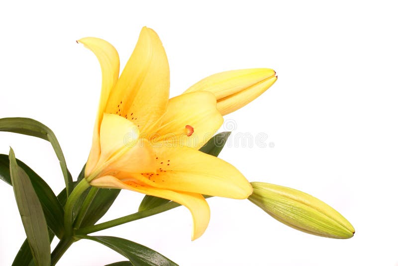 Orange lilly flower on white b