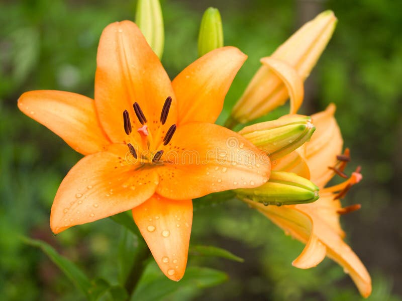 Orange lily