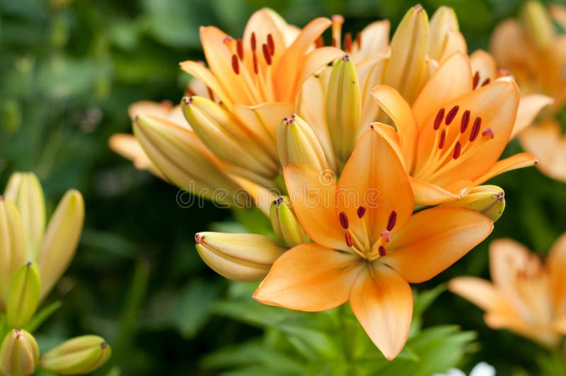 Orange lily