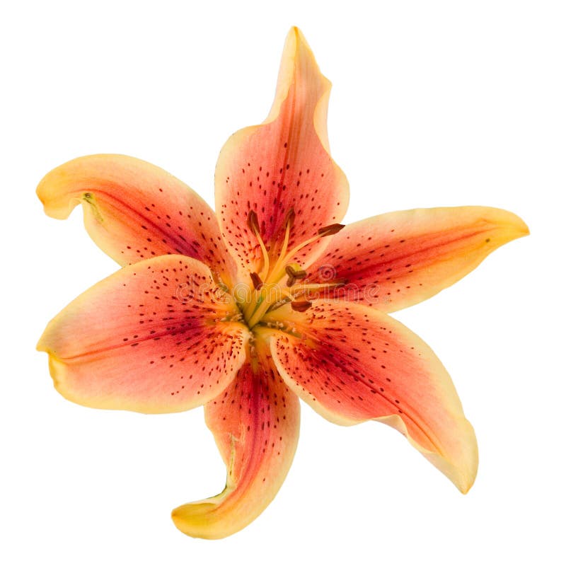 Orange lily