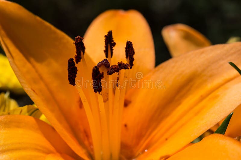 Naranja lirio a florecer marrón palos cómo de cerca.