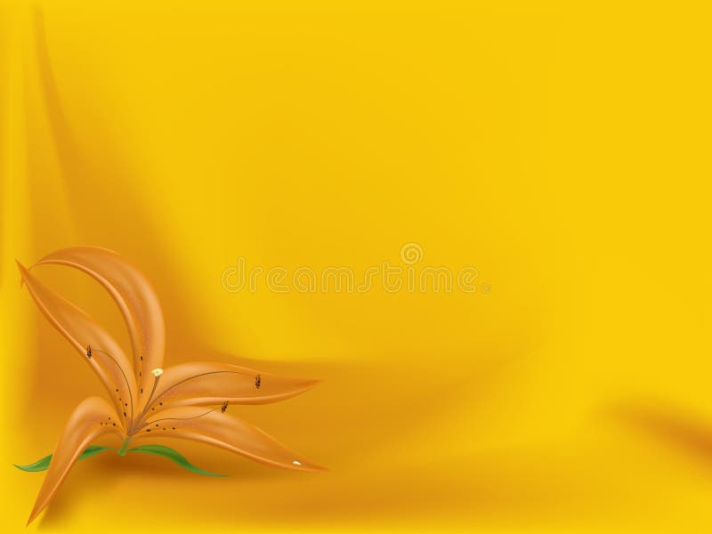 Orange lily on the curtained background