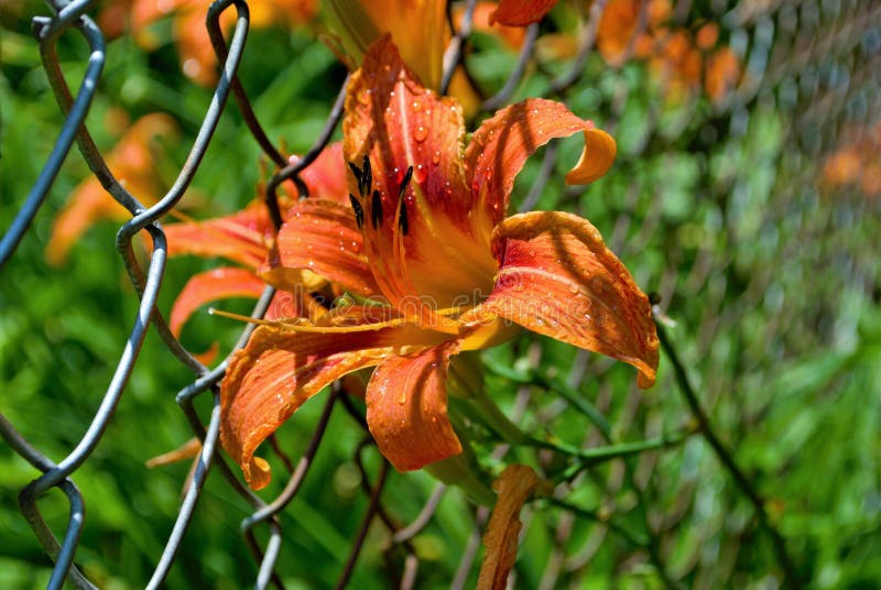 Red Lily Flower Blooming Early in the Season Spring Stock Image Image