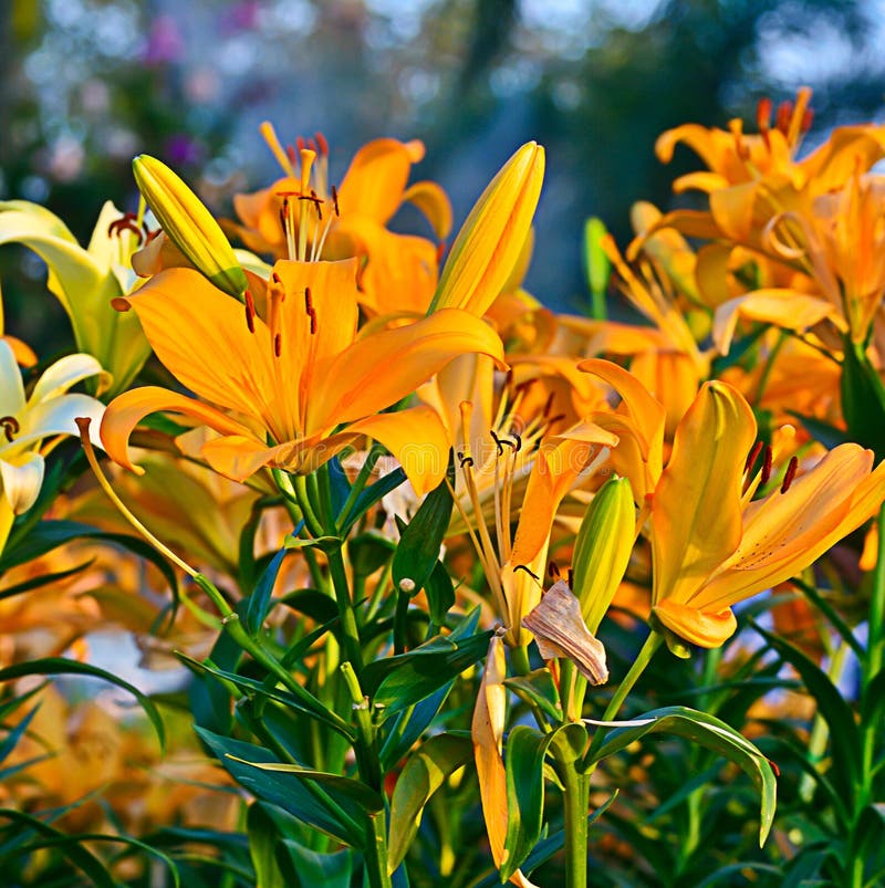 Orange lily flower