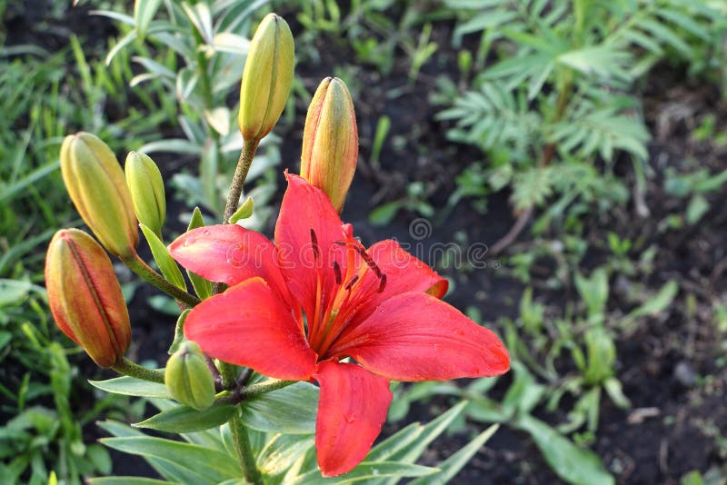 Orange Lily Flower in Summer Garden Stock Photo Image of growing