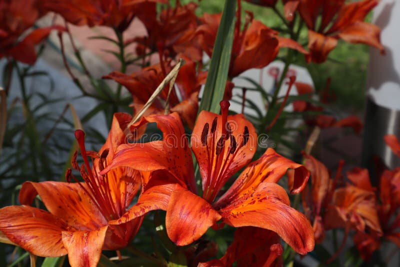 Orange lily flowers & leaves lilium background pattern. Beautiful orange lily lilium summer flower garden. Close-up orange madon