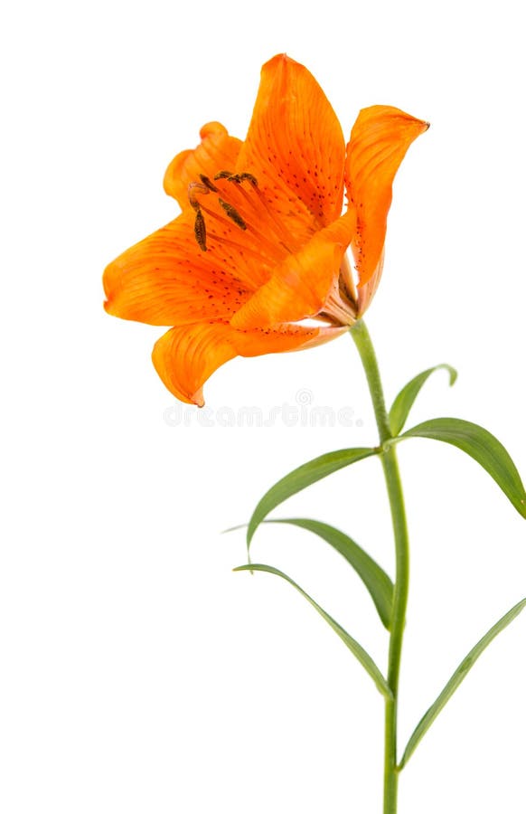 Orange lily isolated