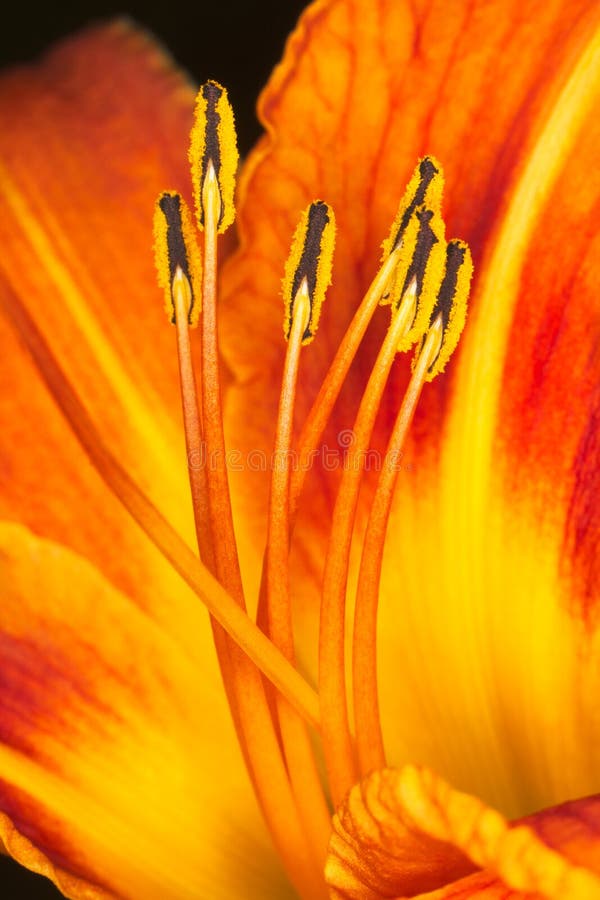 Orange lily stamens with pollen macro