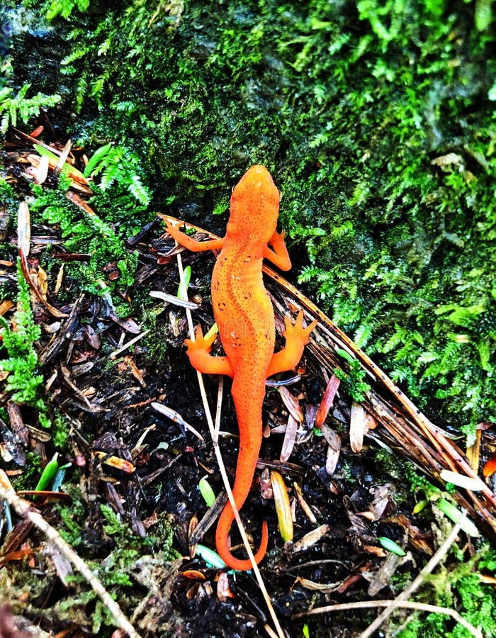 An Orange Eastern Newt on the Ground Stock Photo - Image of newt, brook ...