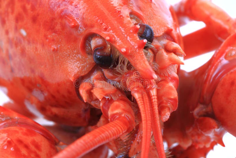 5,126 Orange Lobster Stock Photos Free & RoyaltyFree Stock Photos