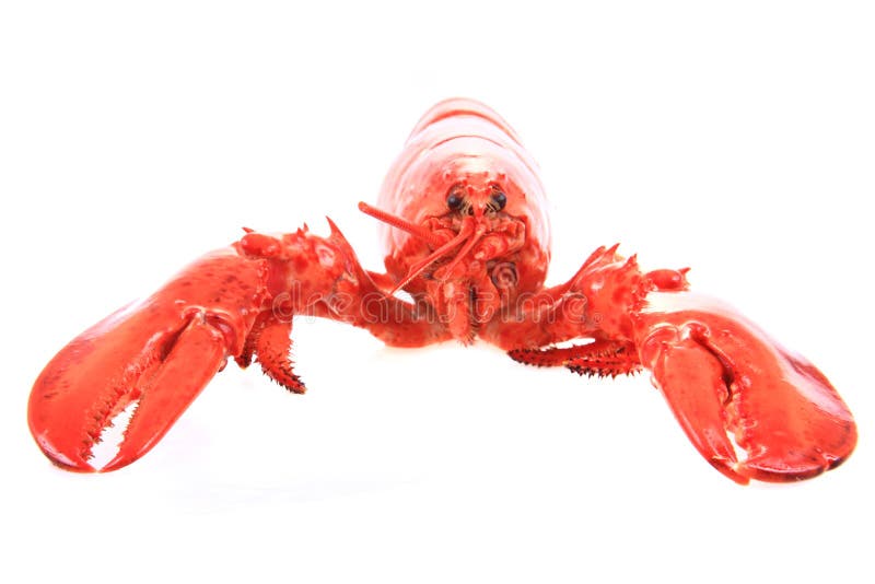 5,126 Orange Lobster Stock Photos Free & RoyaltyFree Stock Photos