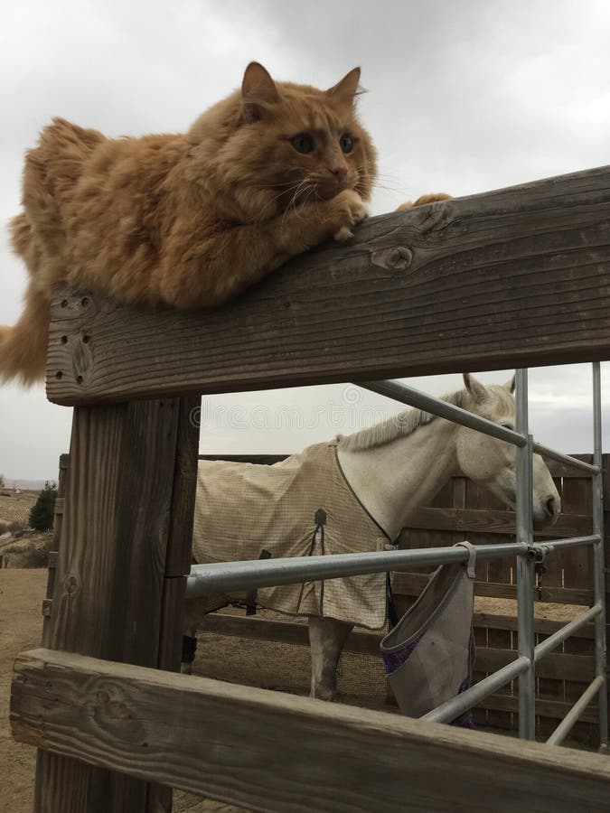 Tabby Cat Fence Post Stock Photos Download 56 Royalty Free Photos