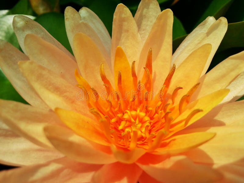 Orange lotus stock image. Image of nature, orange, flower 52070079