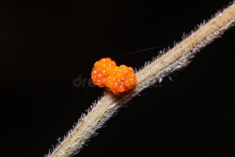 Close up of Orange Wild Rhea Debregeasia longifolia fruits. Close up of Orange Wild Rhea Debregeasia longifolia fruits